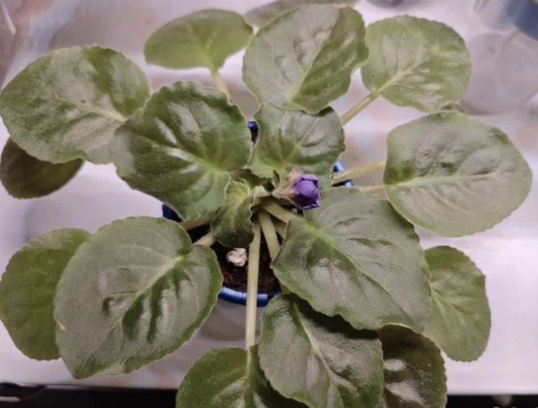 Продажа взрослых фиалок - Хобби и отдых в Санкт-Петербург