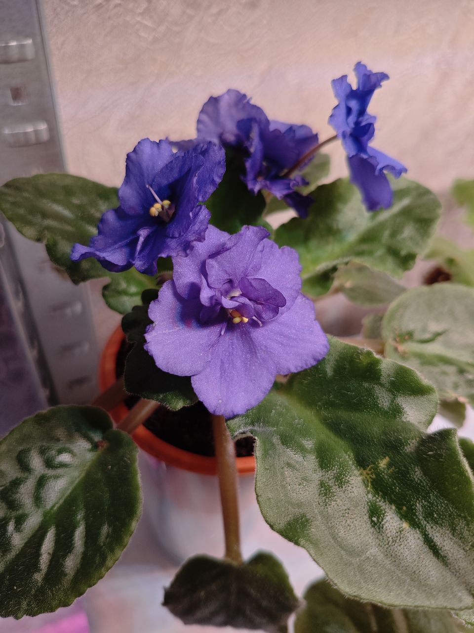 Продажа взрослых фиалок - Хобби и отдых в Санкт-Петербург - фото 2