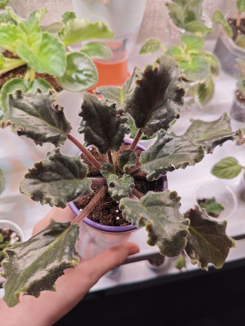 Продажа взрослых фиалок - Хобби и отдых в Санкт-Петербург - фото 3