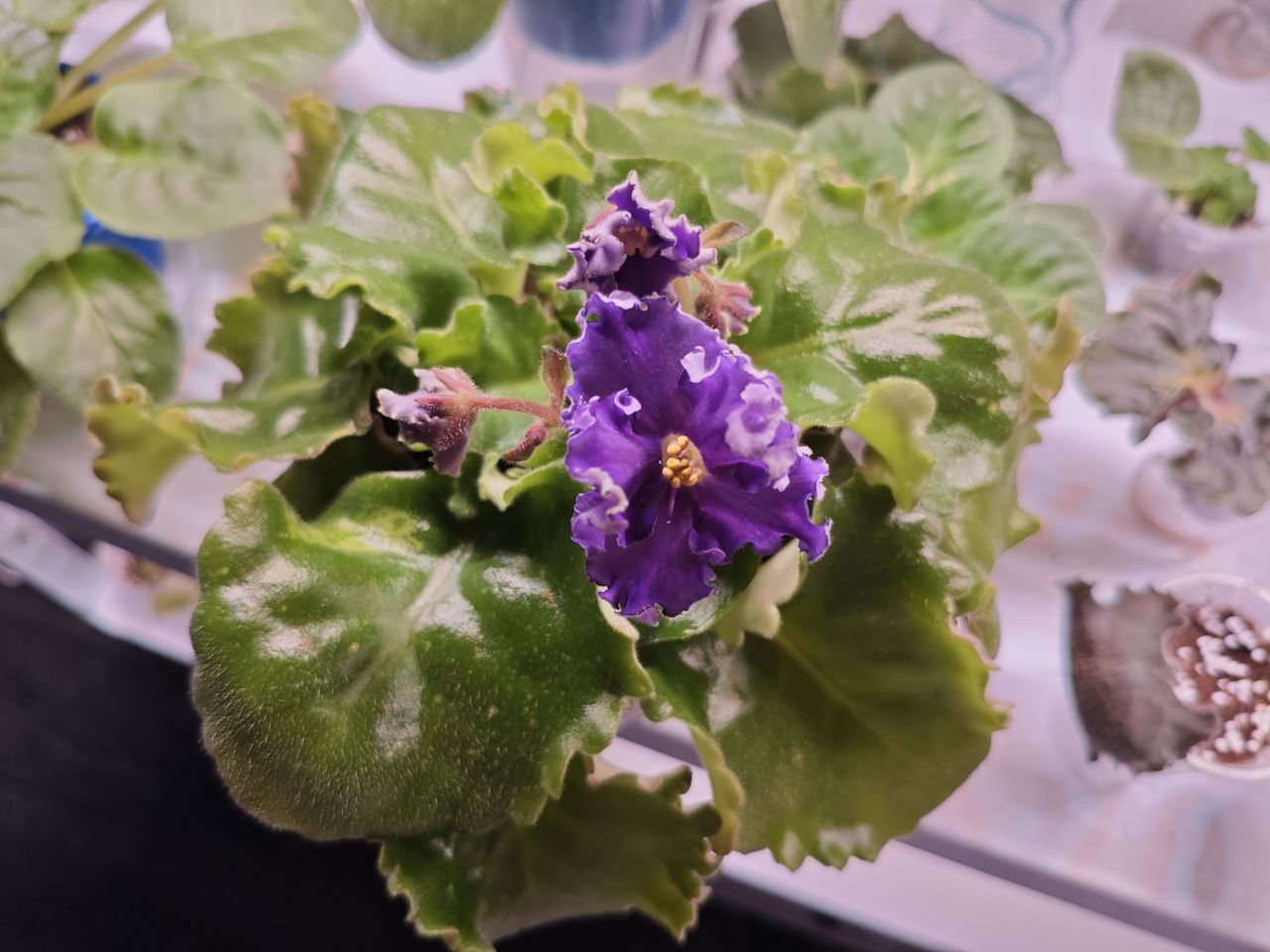 Продажа взрослых фиалок - Хобби и отдых в Санкт-Петербург - фото 4