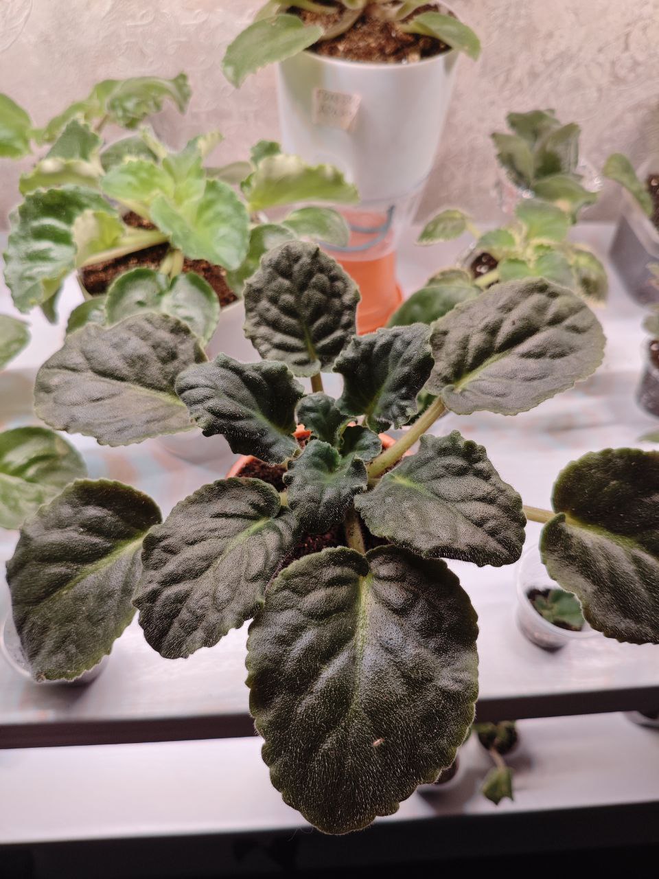 Продажа взрослых фиалок - Хобби и отдых в Санкт-Петербург - фото 5