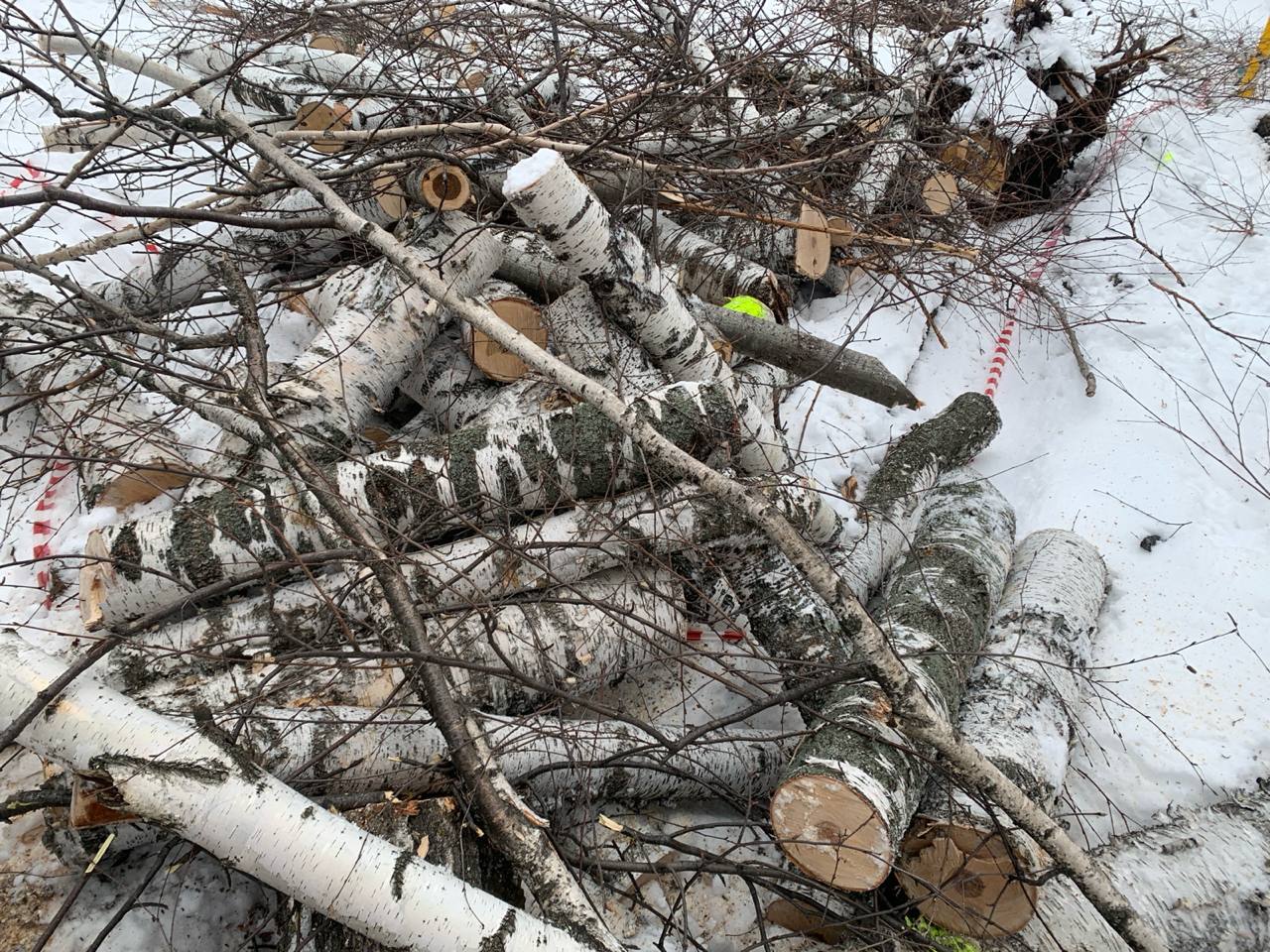 Продам березу - Для дома и дачи в Новосибирск