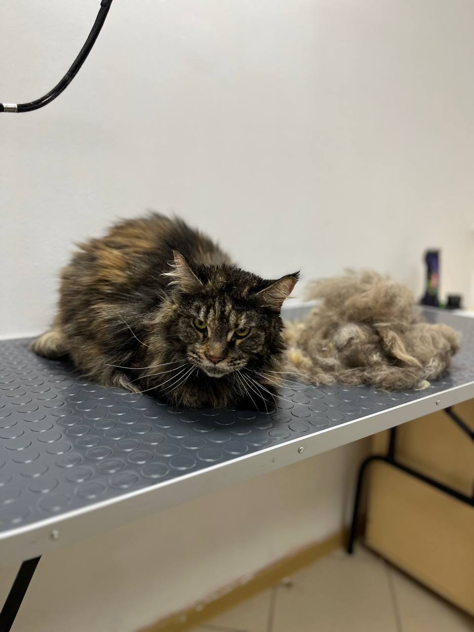 Салон Пушистик для животных - частное объявление в Омск