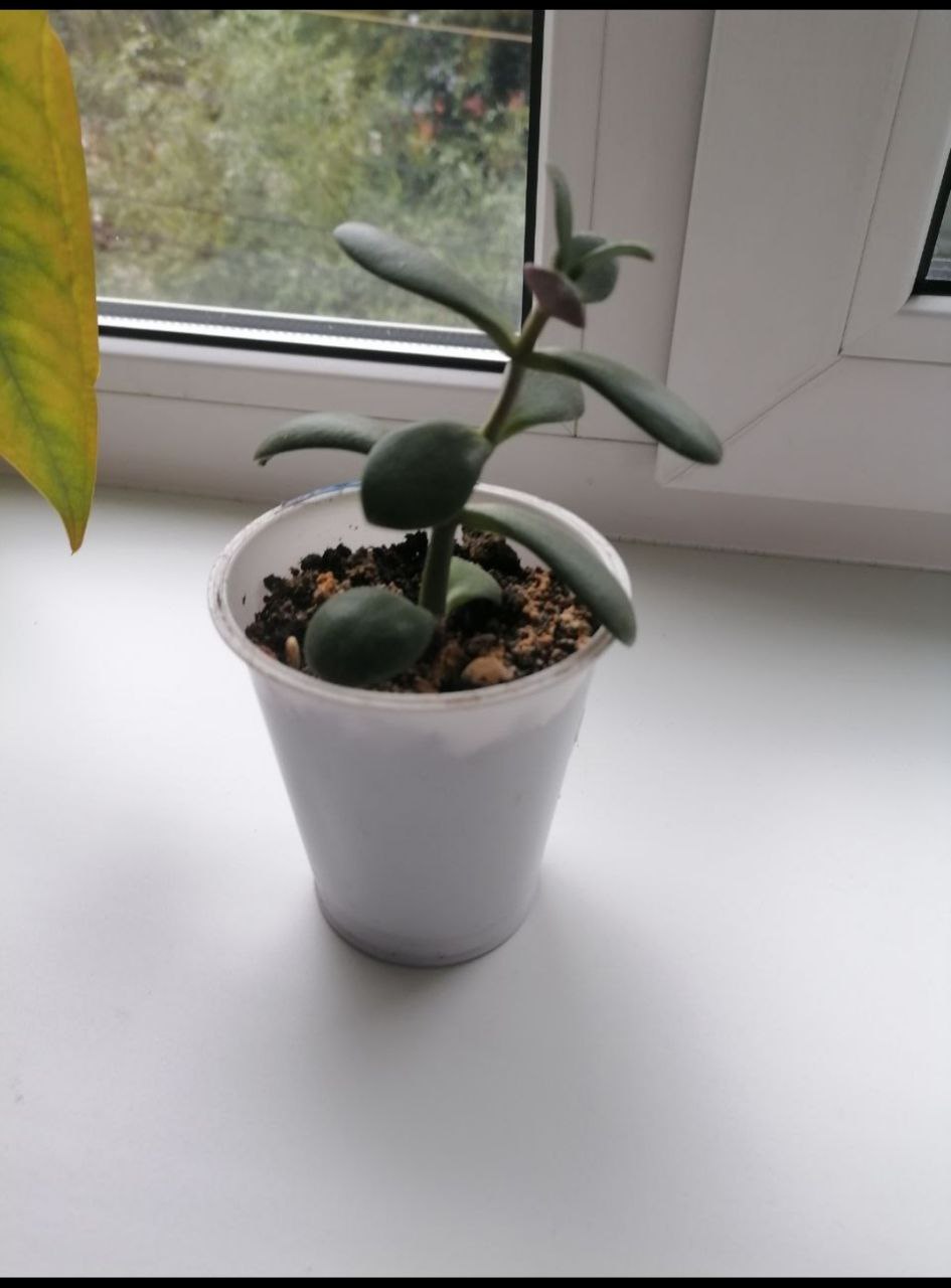 Продам толстянку (денежное дерево) - частное объявление в Томск