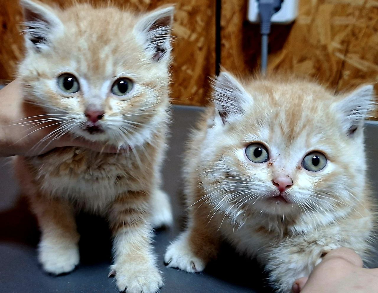 Отдам котят в добрые руки - Животные в Томск