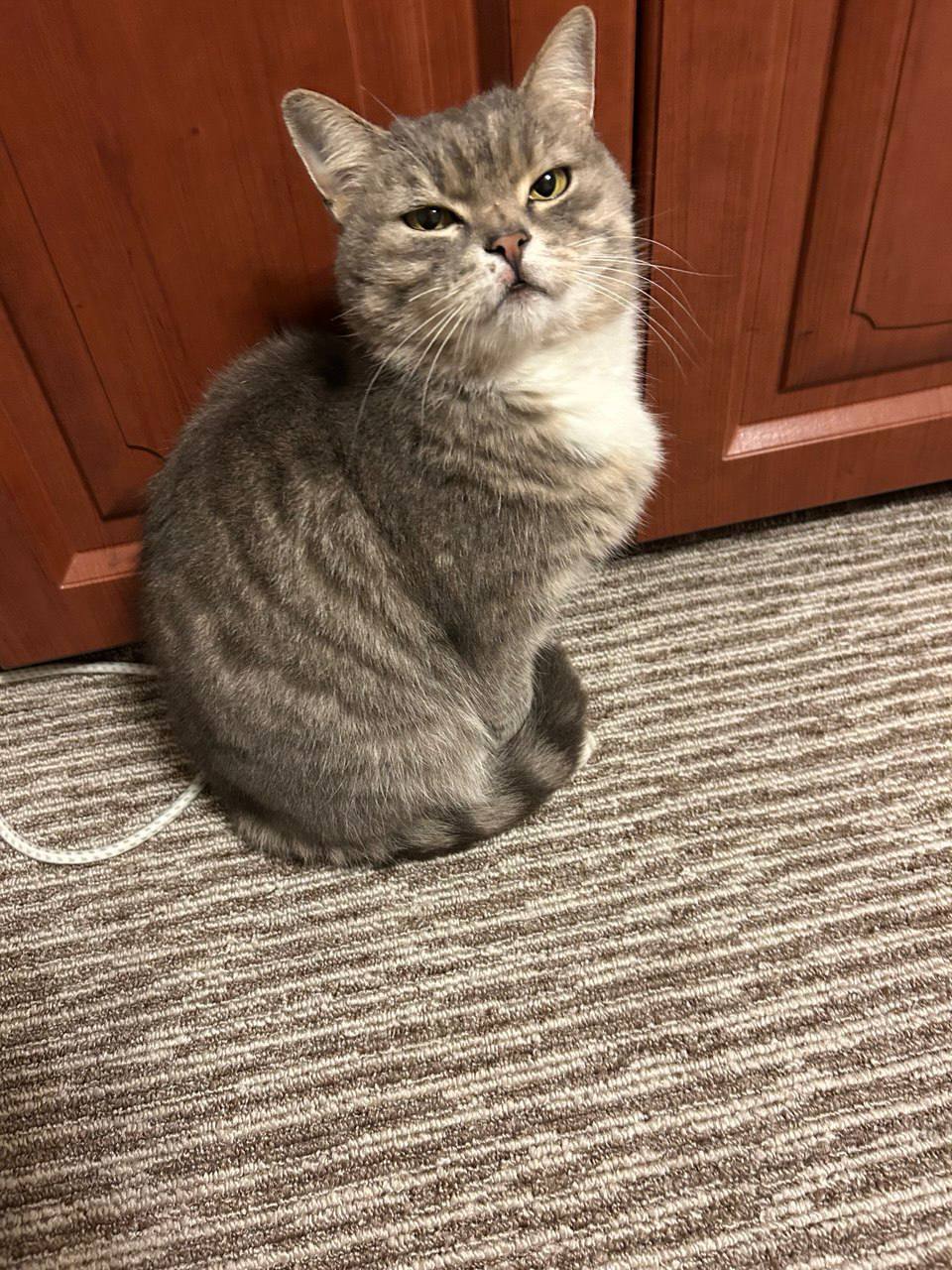 Отдам кошку в добрые руки - Животные в Томск