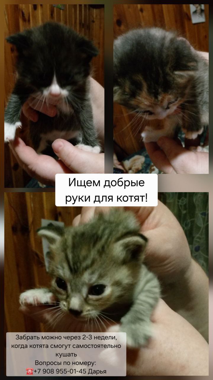 Котята в добрые руки - частное объявление в Томск