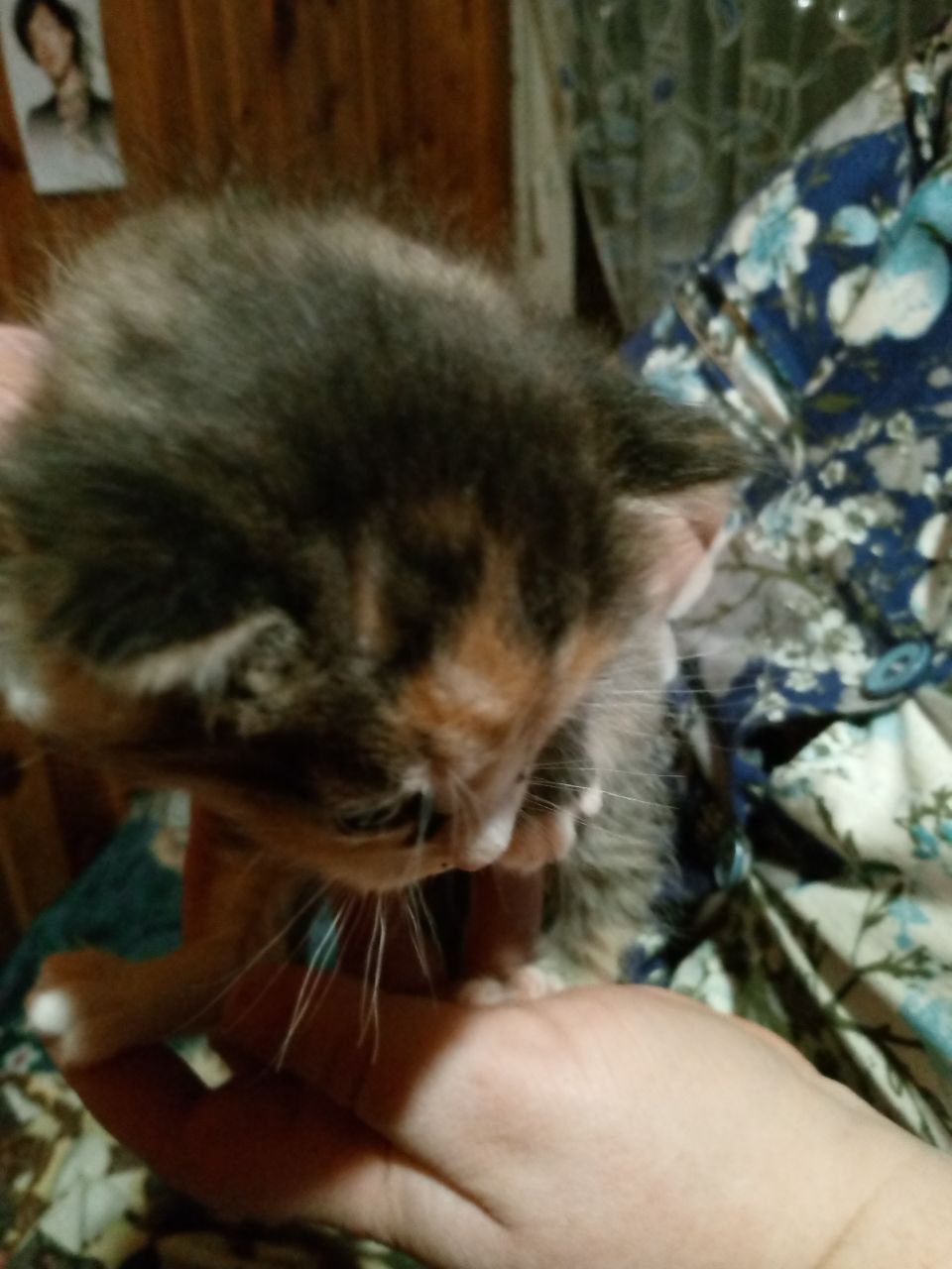 Котята в добрые руки - Животные в Томск - фото 3