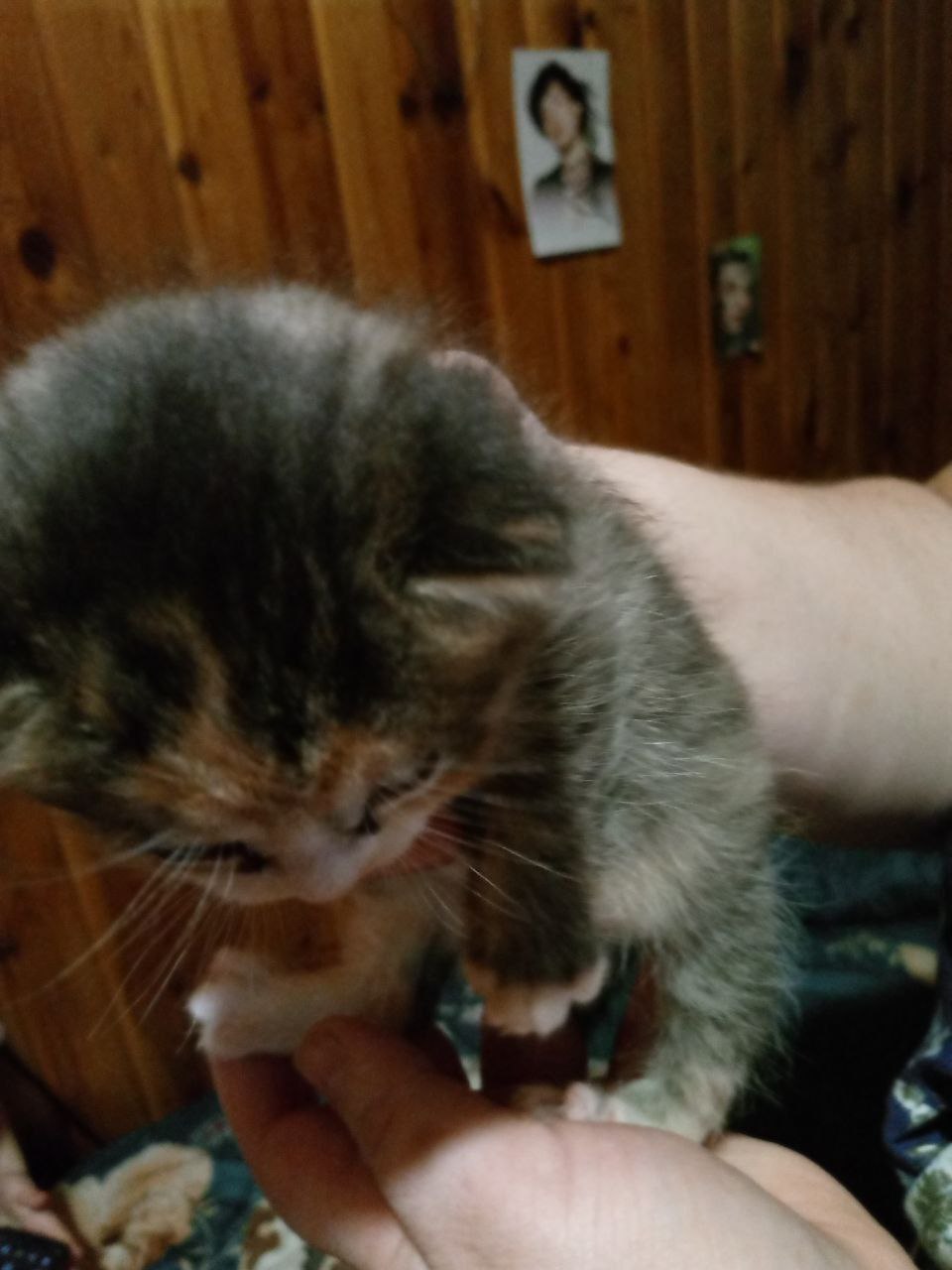 Котята в добрые руки - Животные в Томск - фото 4