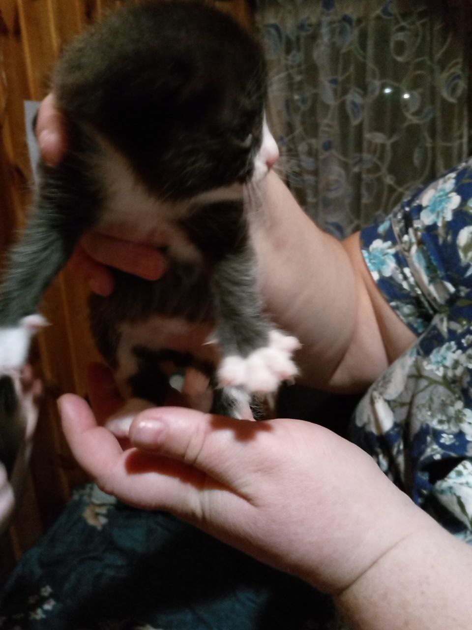 Котята в добрые руки - Животные в Томск - фото 5