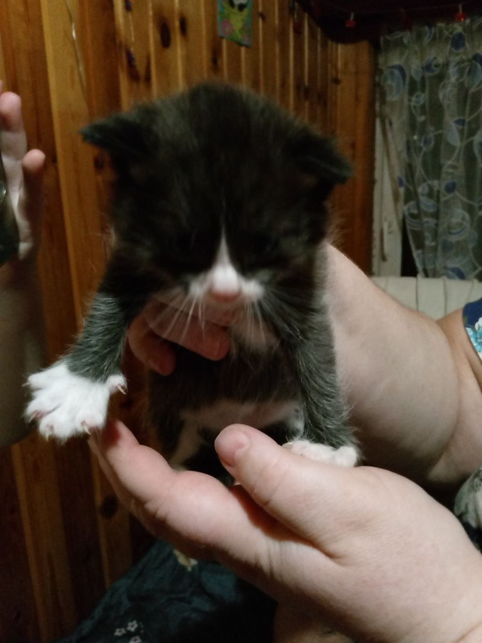 Котята в добрые руки - Животные в Томск - фото 6