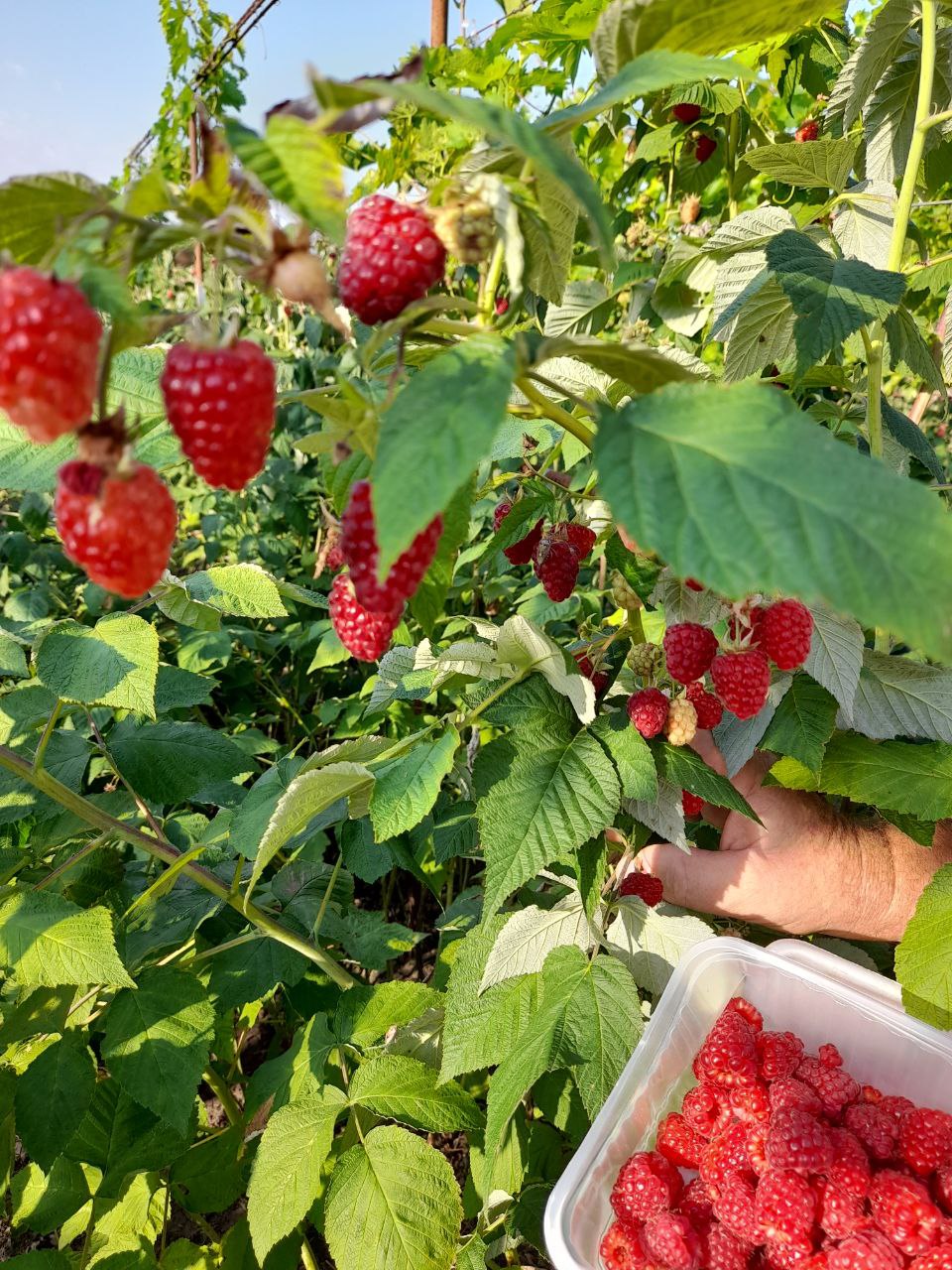 Продажа саженцев малины - частное объявление в Армавир-Успенское