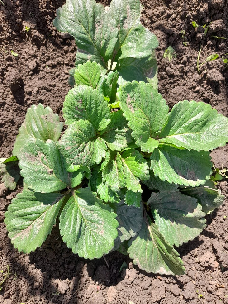 Продажа усов клубники - частное объявление в Армавир-Успенское