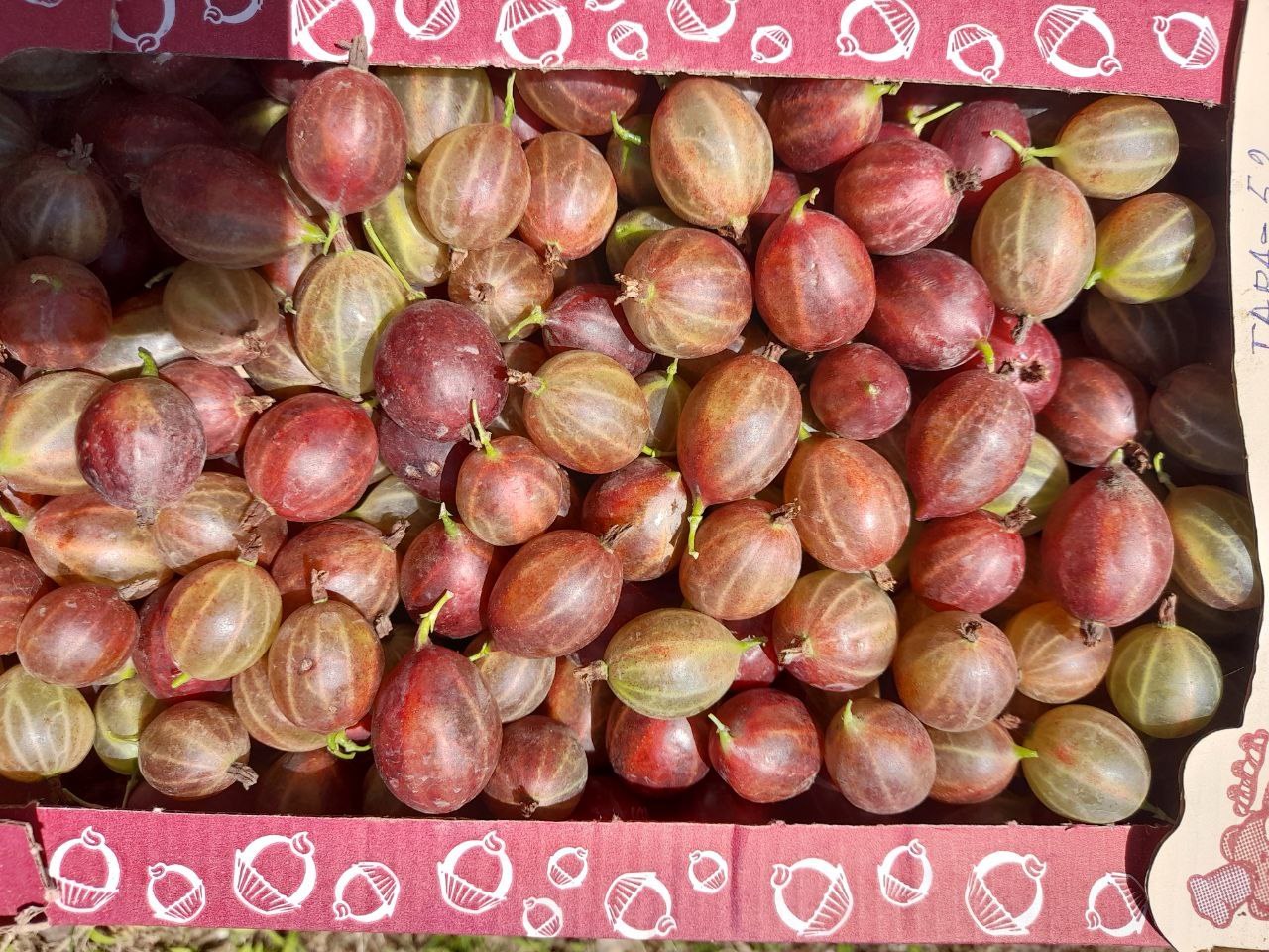 Саженцы крыжовника - частное объявление в Армавир-Успенское