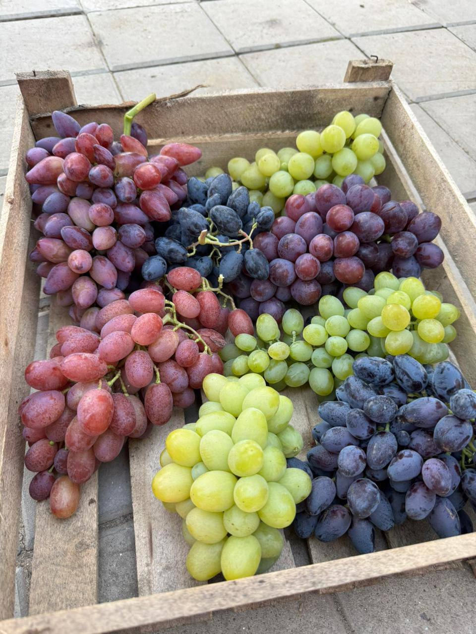 Саженцы винограда - частное объявление в Армавир