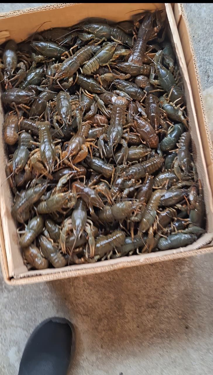 Свежее поступление - Услуги в Армавир