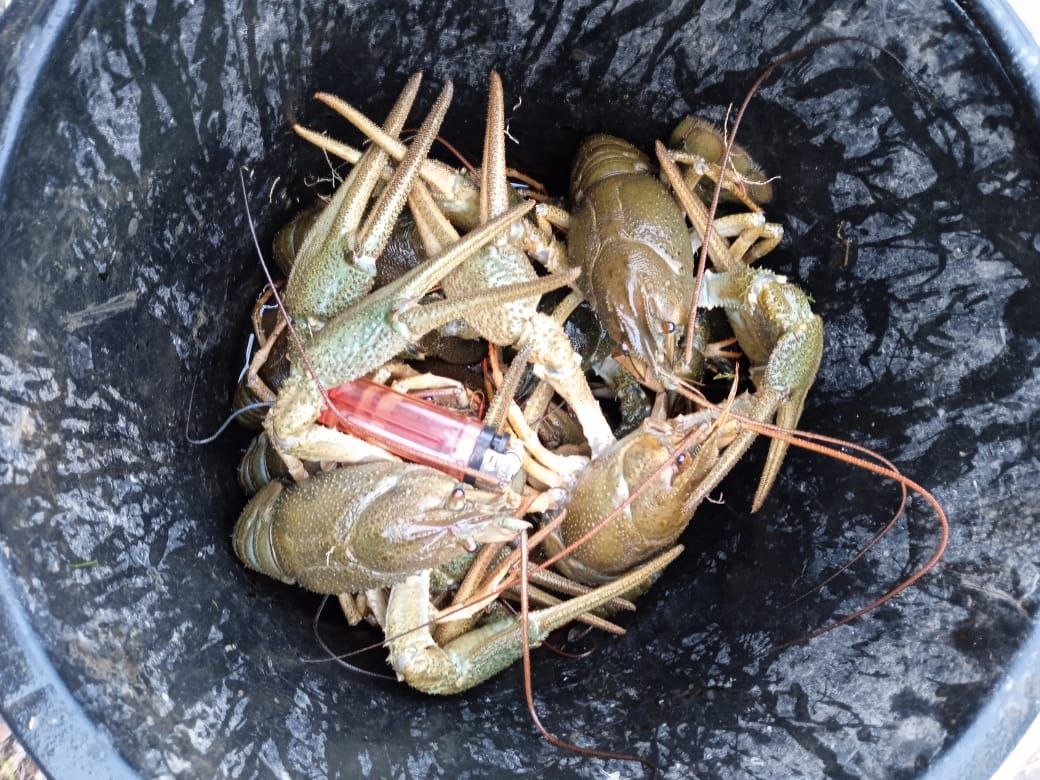 Продаются живые раки - частное объявление в Армавир