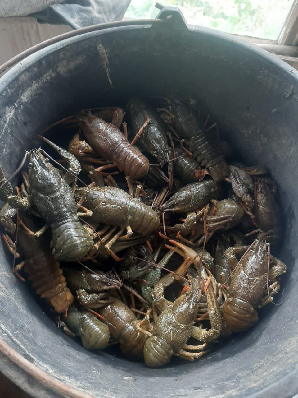 Продаются живые раки - Животные в Армавир - фото 2