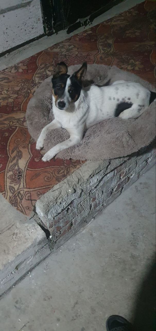 Пропала собака в Армавире - частное объявление в Армавир