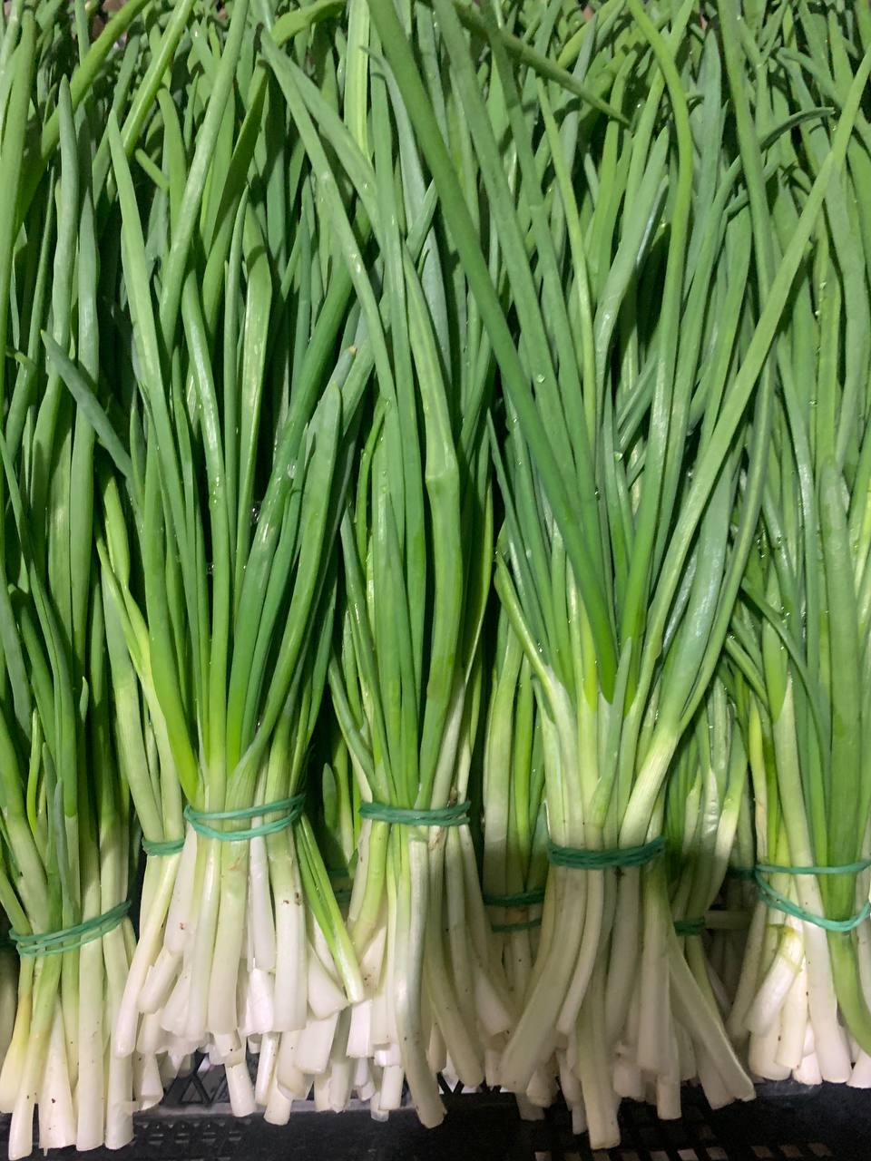 Свежий лук перо - частное объявление в Армавир-Успенское
