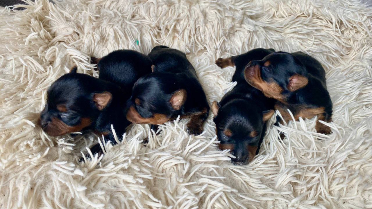 Чистокровные щенки йоркширского терьера - частное объявление в Армавир-Успенское