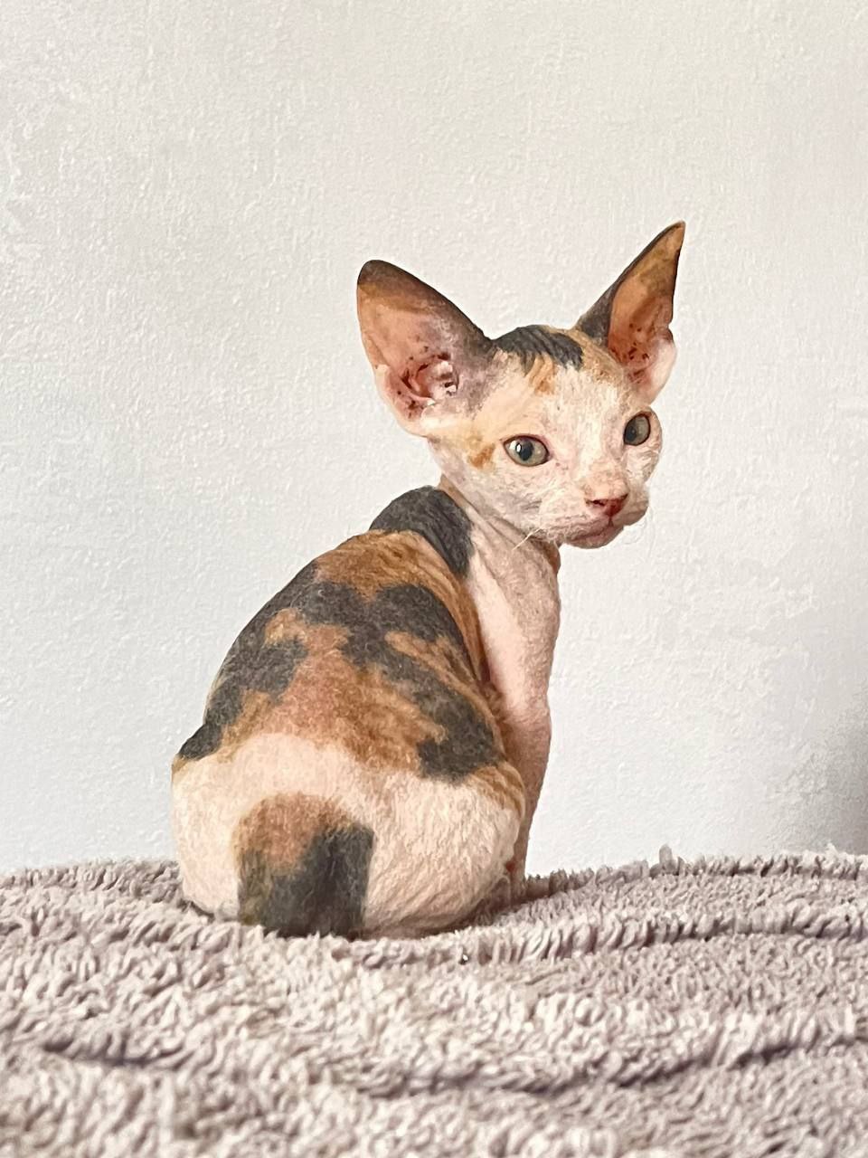 Отдам котят в добрые руки - частное объявление в Армавир-Успенское