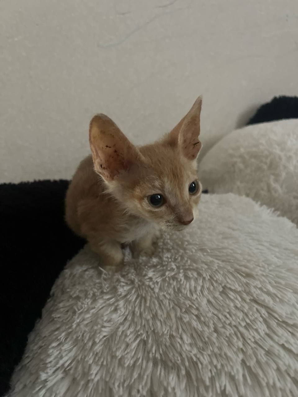 Отдам котят в добрые руки - Животные в Армавир-Успенское - фото 2