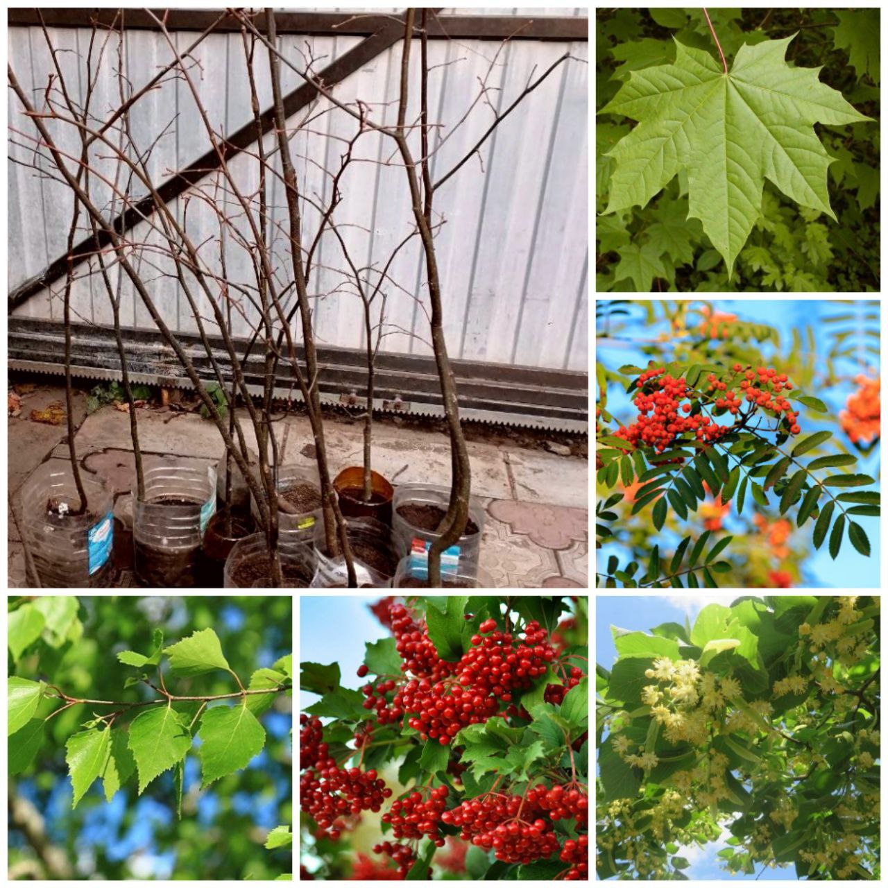 Продажа саженцев деревьев в Энгельсе - частное объявление в Энгельс