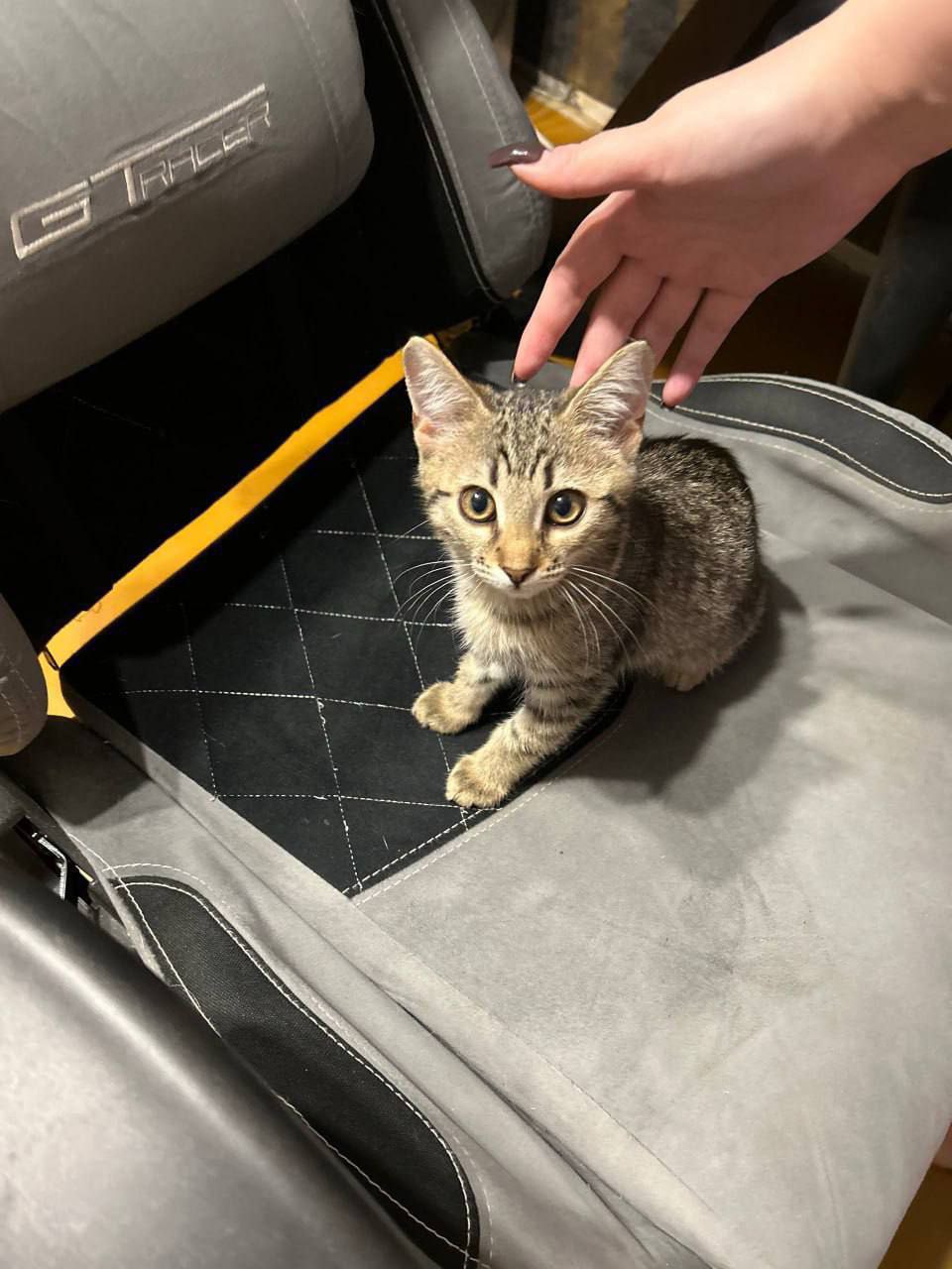 Две сестрички ищут дом - Животные в Саратов