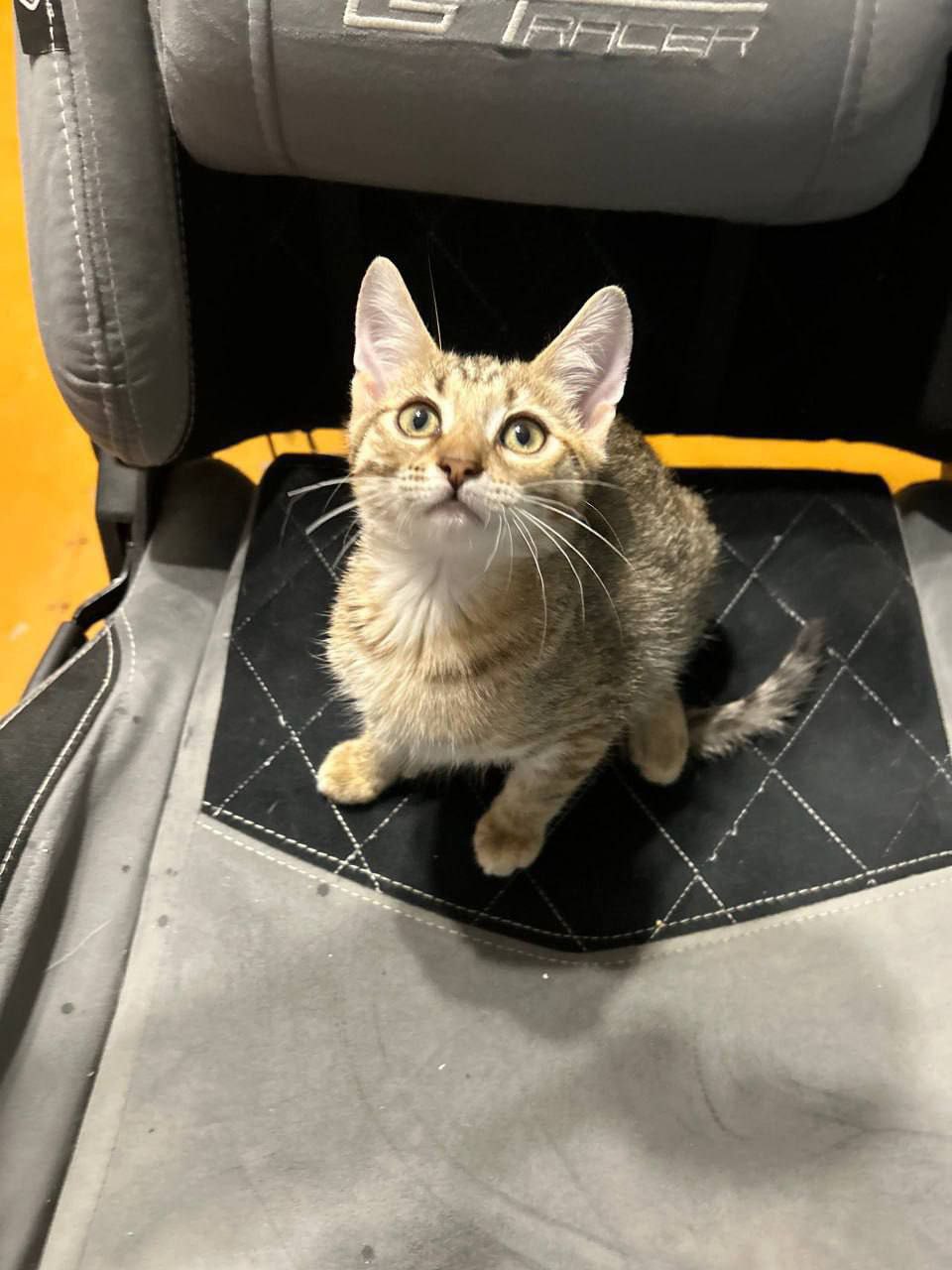 Две сестрички ищут дом - Животные в Саратов - фото 2