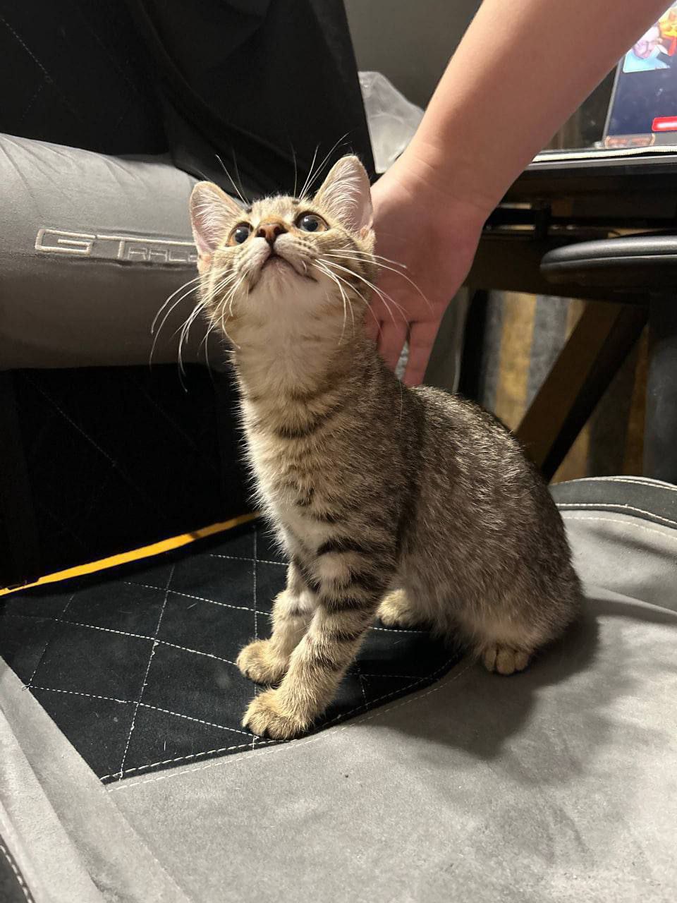 Две сестрички ищут дом - Животные в Саратов - фото 3