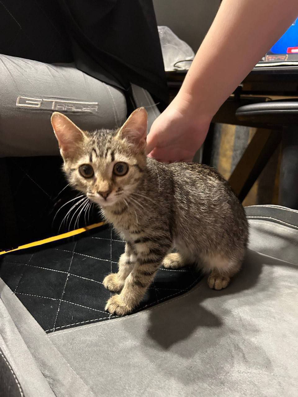 Две сестрички ищут дом - Животные в Саратов - фото 4