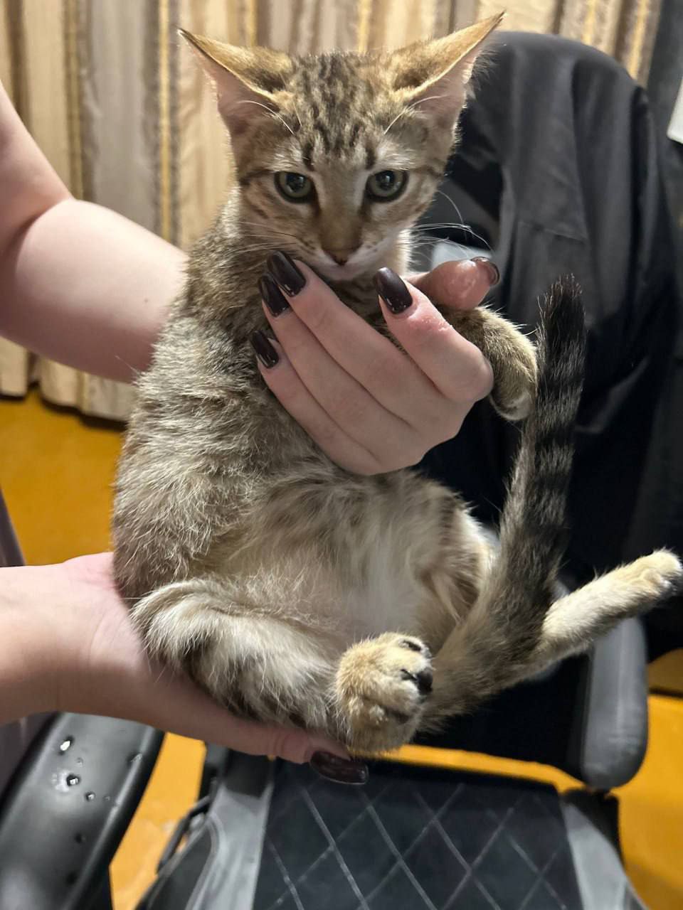 Две сестрички ищут дом - Животные в Саратов - фото 5