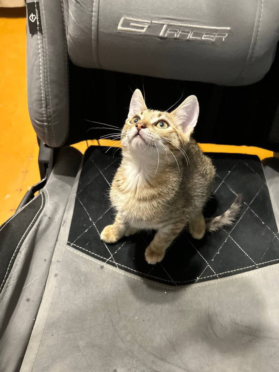 Две сестрички ищут дом - Животные в Саратов - фото 6