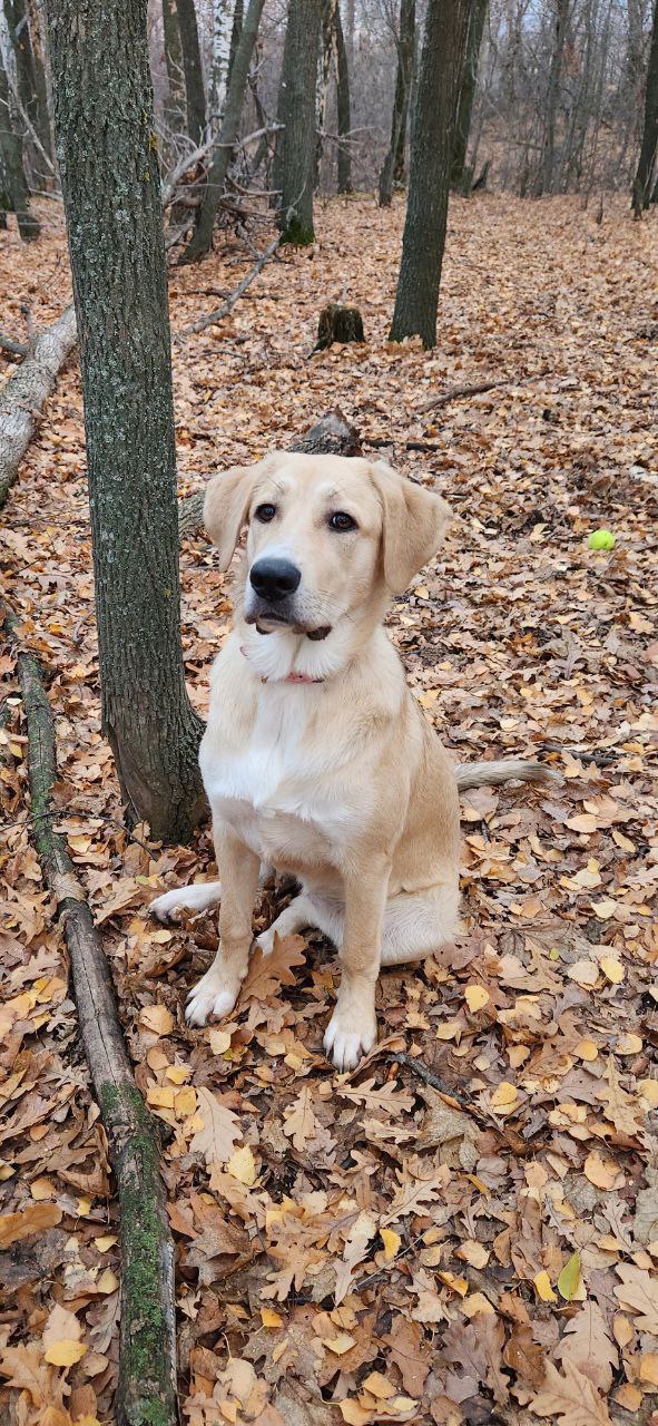 Метис лабрадора Ума в добрые руки - Животные в Саратов