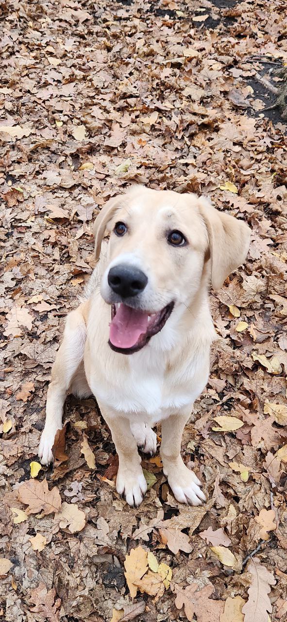 Метис лабрадора Ума в добрые руки - Животные в Саратов - фото 2