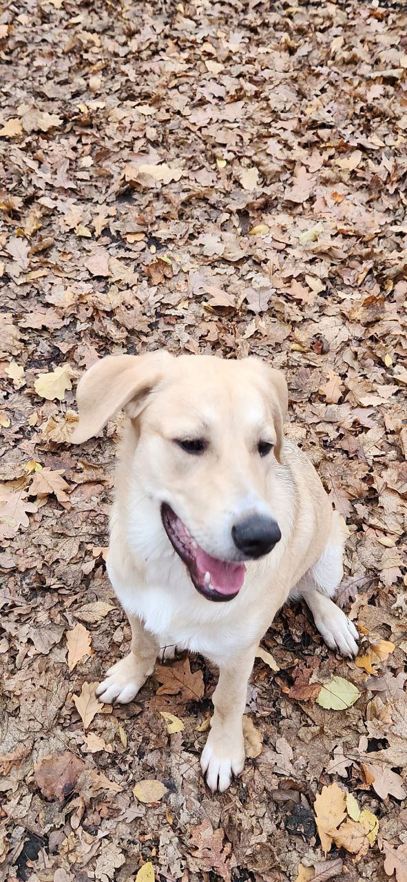 Метис лабрадора Ума в добрые руки - Животные в Саратов - фото 3