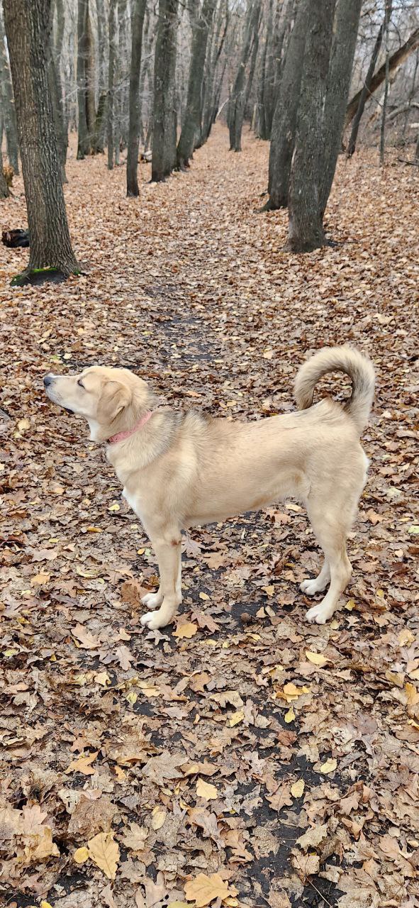 Метис лабрадора Ума в добрые руки - Животные в Саратов - фото 4