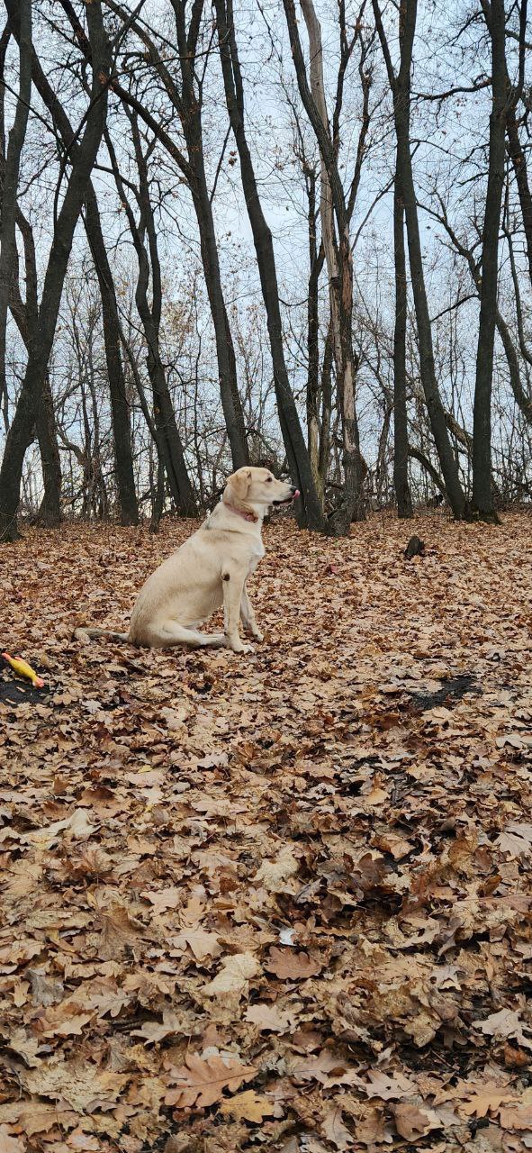 Метис лабрадора Ума в добрые руки - Животные в Саратов - фото 5