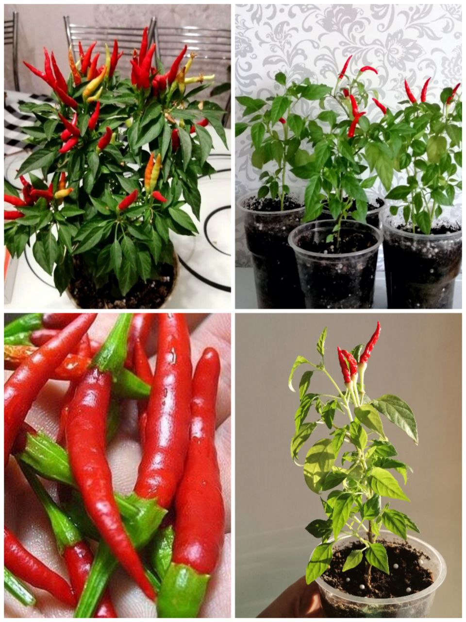 Продажа комнатного перчика Capsicum - Хобби и отдых в Энгельс