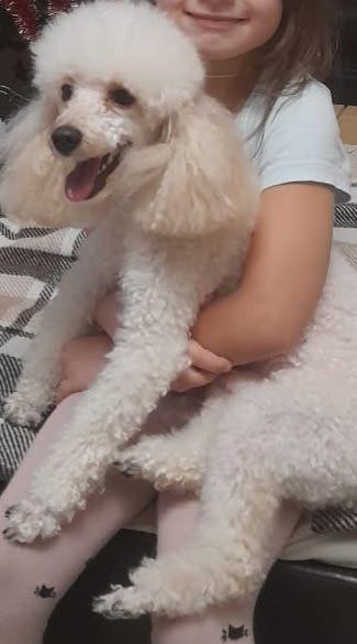 Пропала собака породы малый пудель - Животные в Саранск