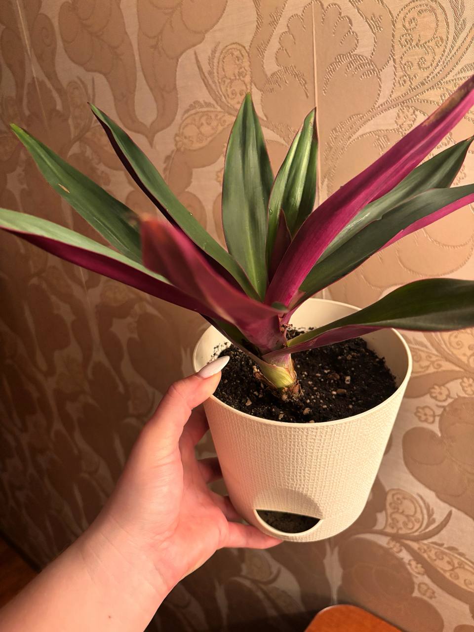 Рео взрослый без горшка - Животные в Иркутск