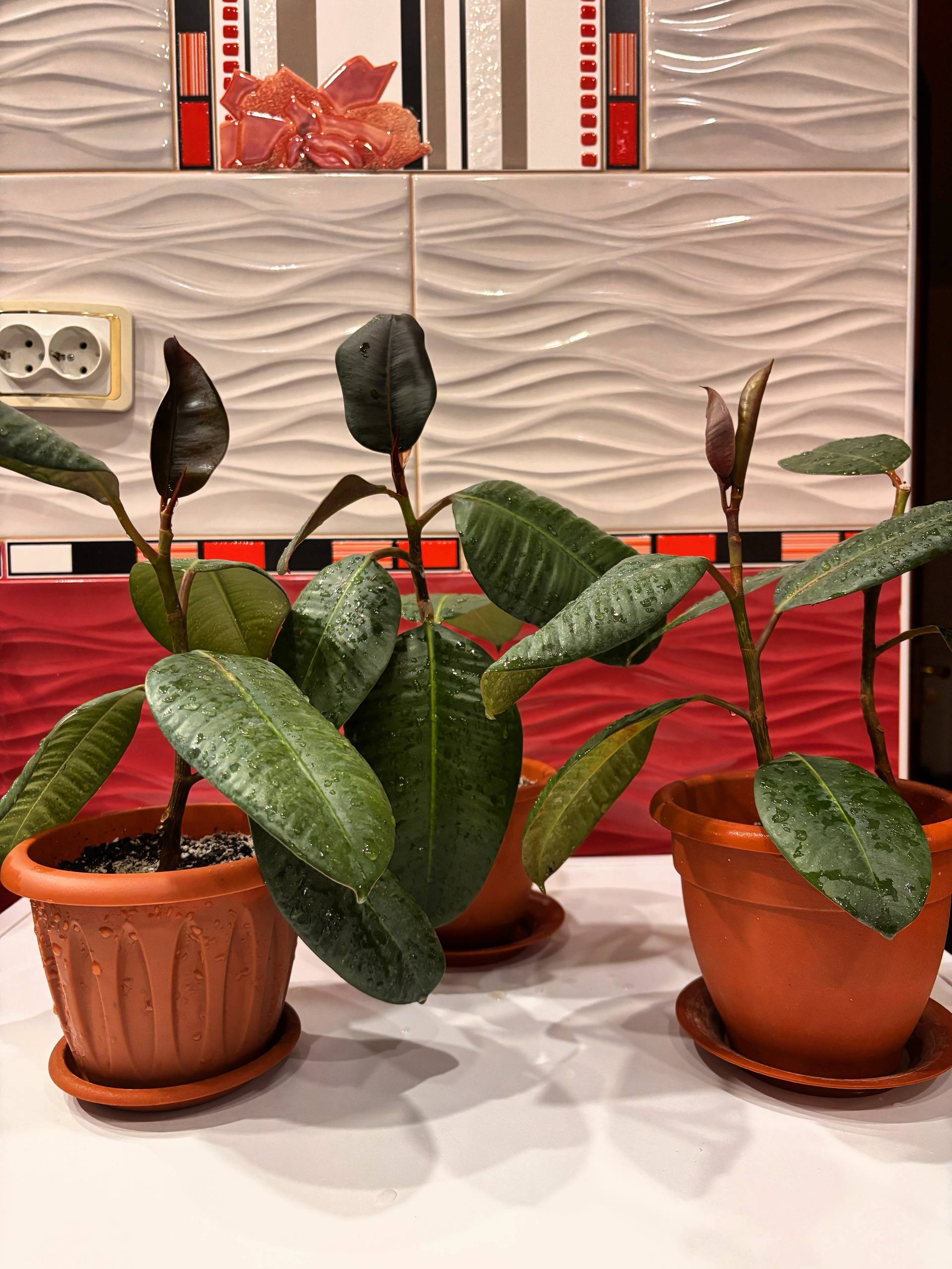 Фикус с горшком - Для дома и дачи в Иркутск