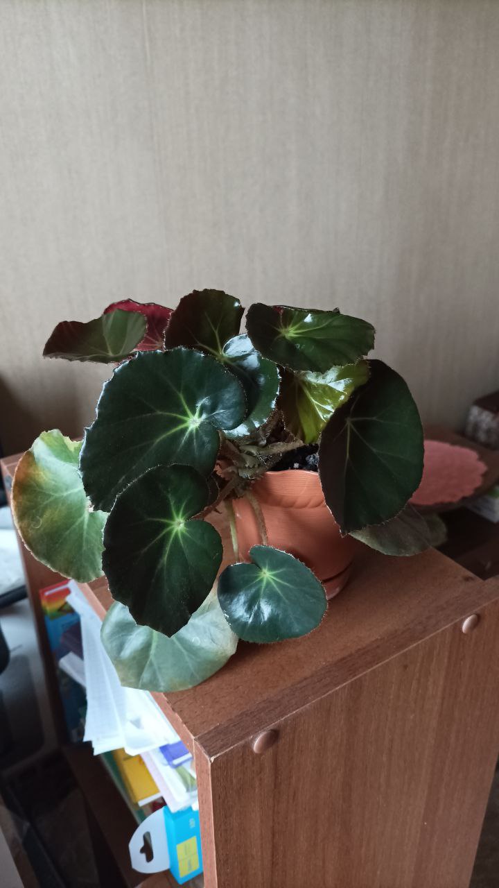 Бегония без горшка - Хобби и отдых в Балашиха