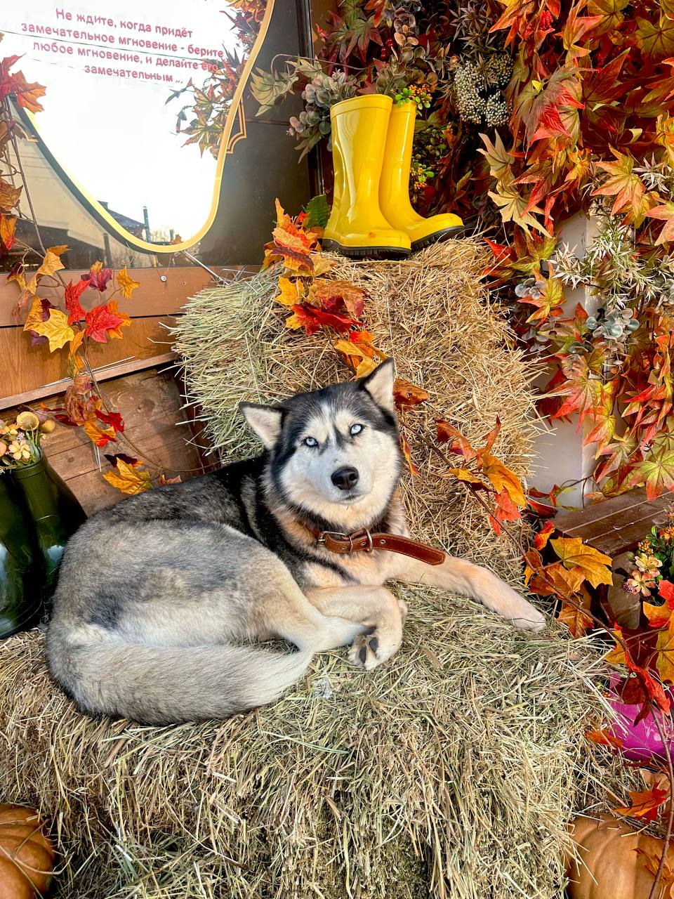 Хозяин найдись! Две хаски ищут дом - частное объявление в Армавир - Новокубанск