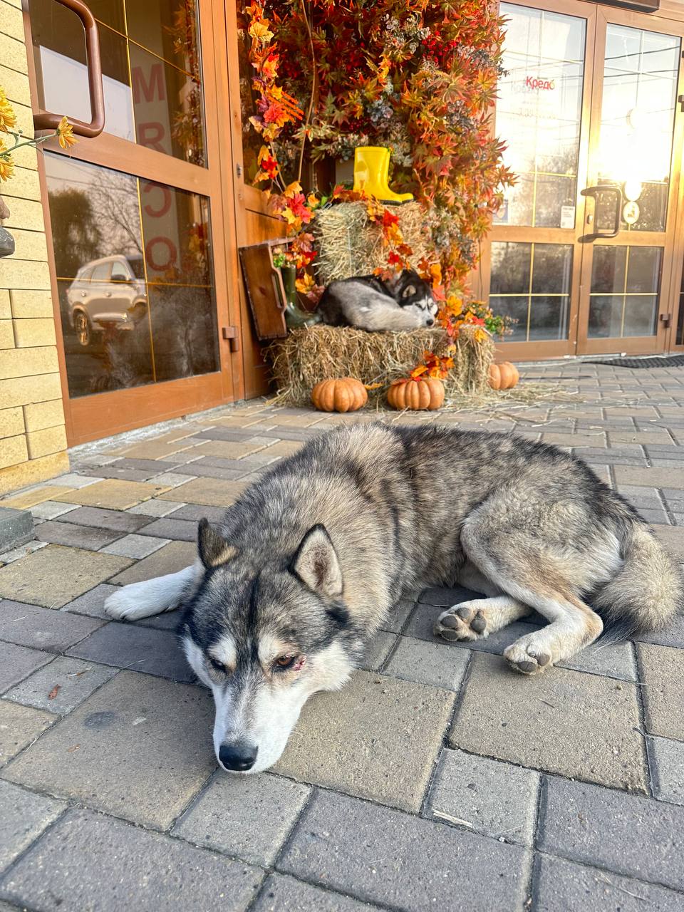 Хозяин найдись! Две хаски ищут дом - Животные в Армавир - Новокубанск - фото 2