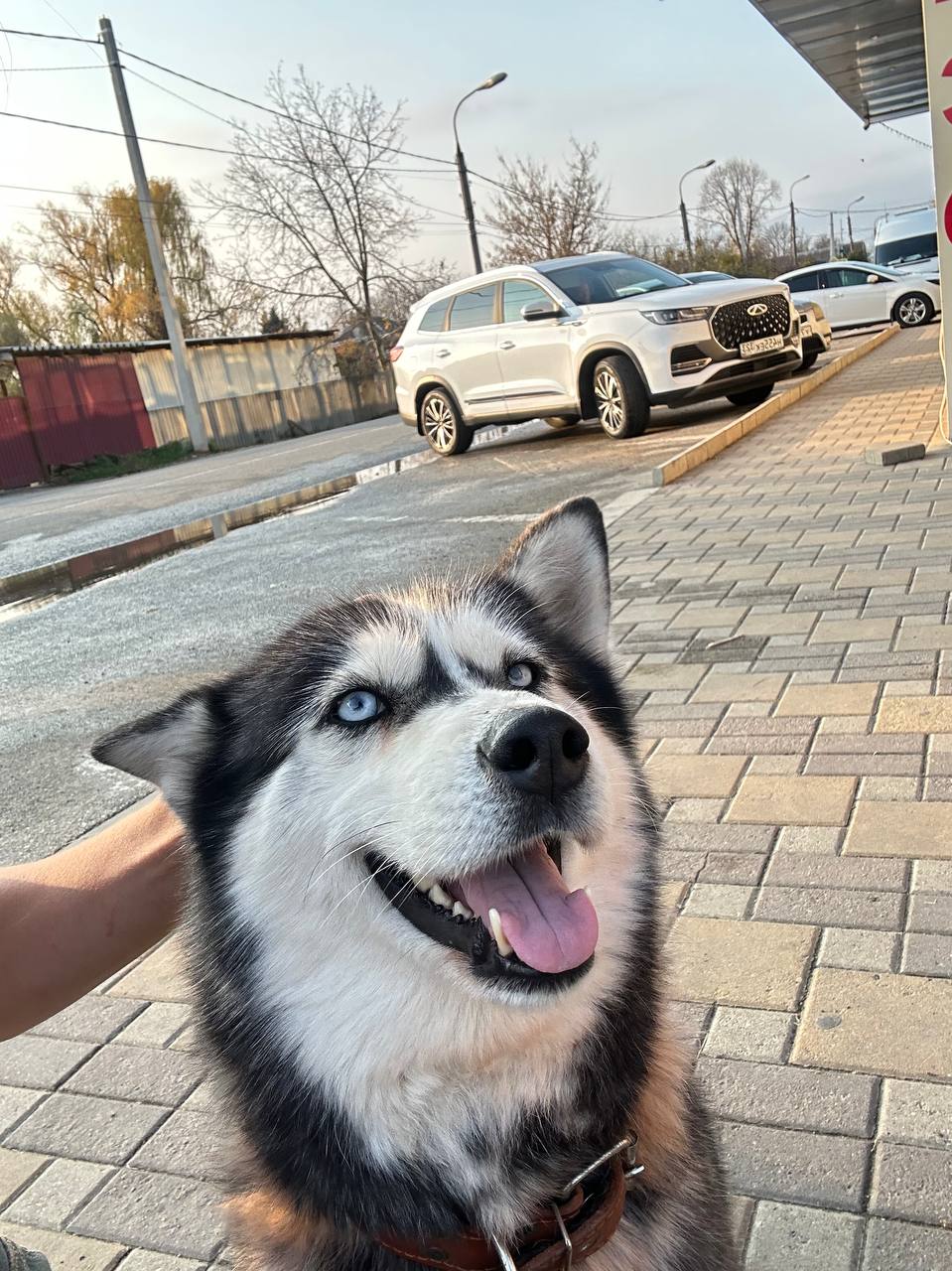 Хозяин найдись! Две хаски ищут дом - Животные в Армавир - Новокубанск - фото 3
