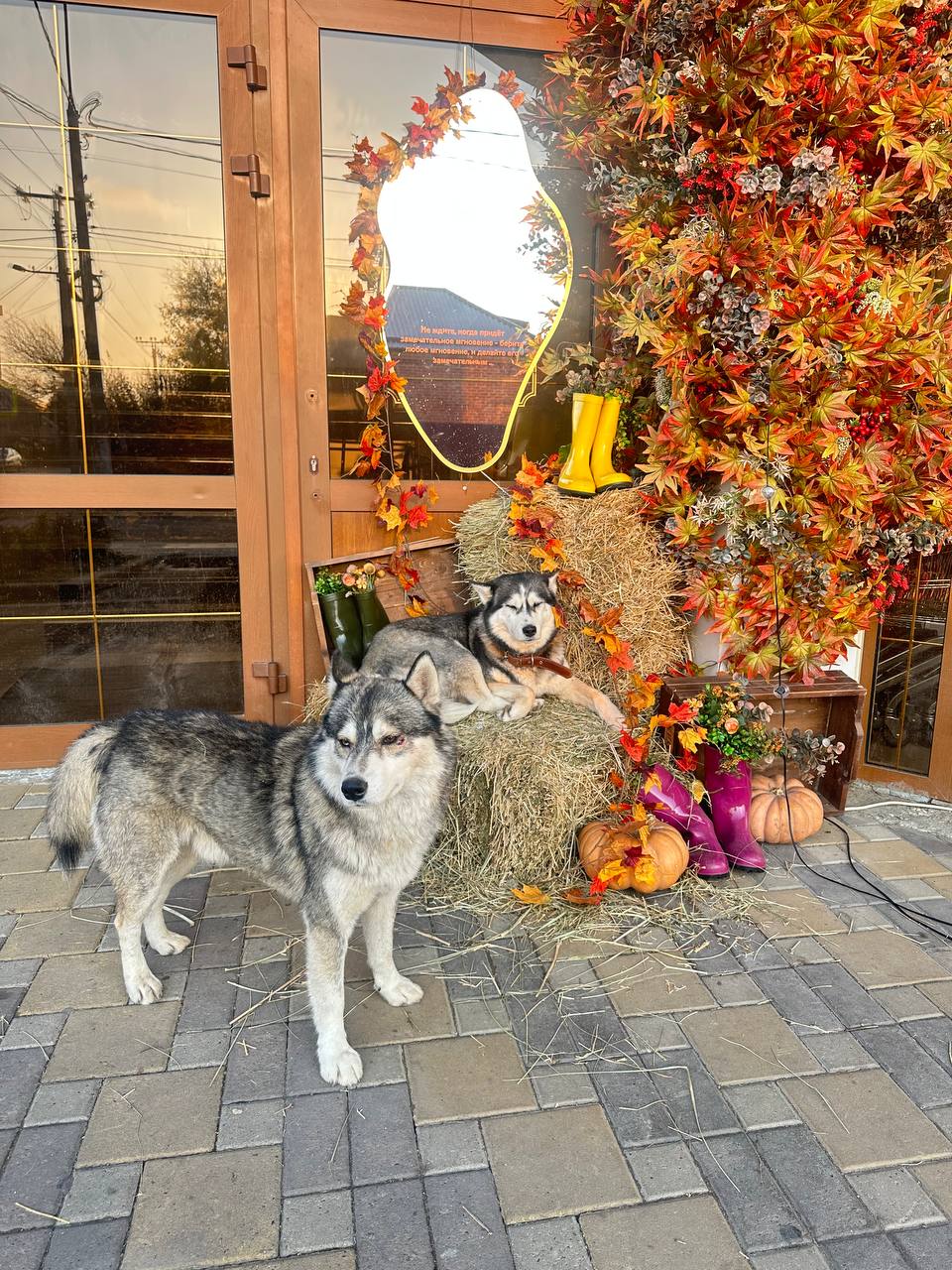 Хозяин найдись! Две хаски ищут дом - Животные в Армавир - Новокубанск - фото 4