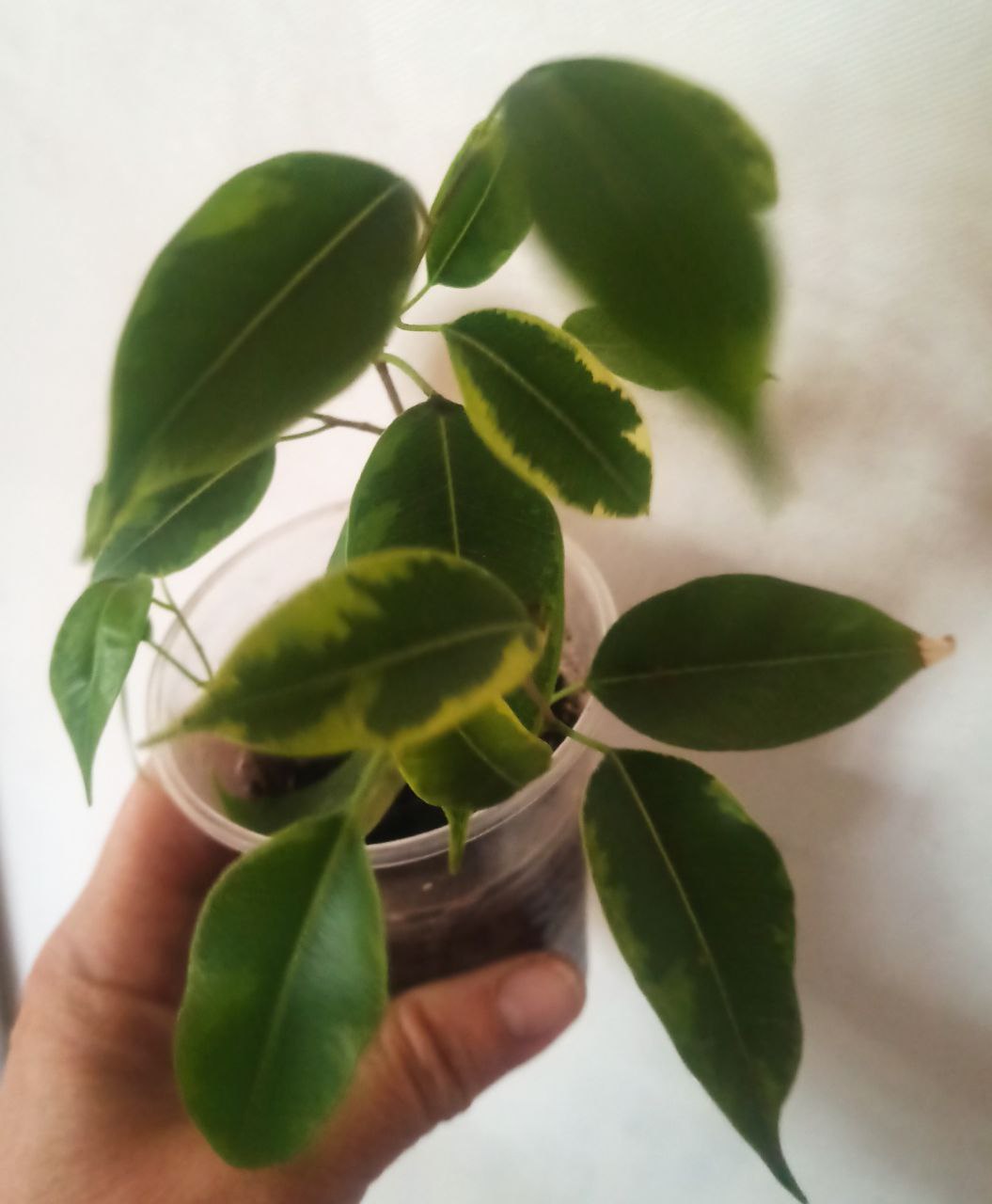 Фикус - Для дома и дачи в Ижевск