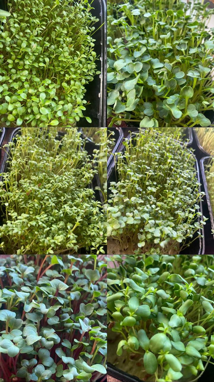 Продается свежая микрозелень - частное объявление в Армавир